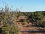 overgrown_trail