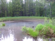 marsh