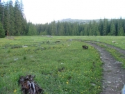 meadow_with_flowers