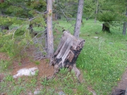 old_burn