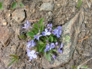 purple_flowers