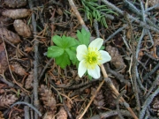 white_flower