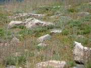 wild_flowers