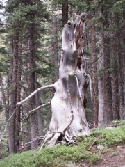 wizard_of_oz_tree