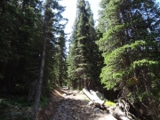 healthy_trees