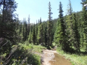 soggy_trail