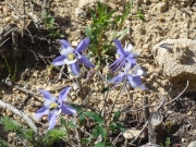 columbines
