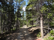 in_the_trees