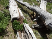 saxon_mountain_part_4