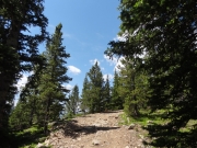shorter_trees