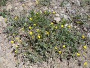 yellow_flowers