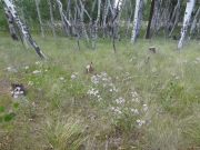 flowers_and_aspens