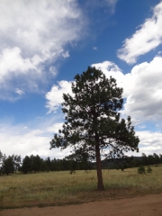 lone_tree