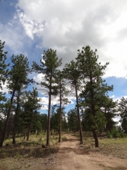 tall_trees