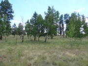 trees