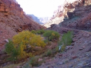 fall_colors