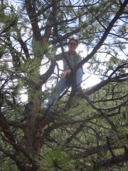 bob_climbing_a_tree
