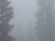 trees_in_fog