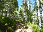 aspens_part_1