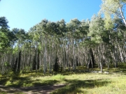 aspens_part_2