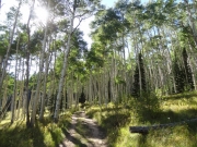 aspens_part_3