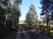 cows