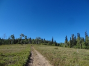 meadow