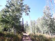 overgrown
