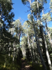 tall_trees