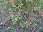 yellow_flowers