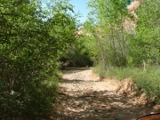 lush_trail