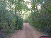 in_the_trees