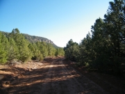 shadows_in_trees