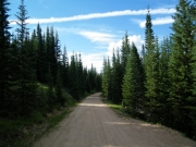 healthy_trees