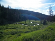marshy