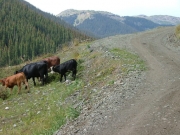 cows_next_to_the_trail