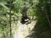 bob_in_trees