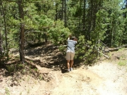 downed_tree