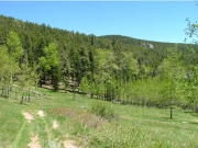 meadow