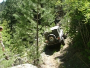 roger_in_trees