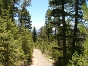 through_trees
