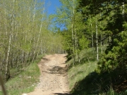 aspens