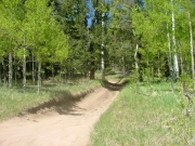 through_trees