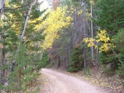 leaves_on_the_trail