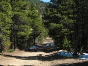 in_the_pine_trees