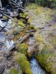 lush