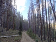 tall_trees
