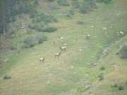 elk_part_2