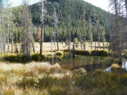 beaver_ponds