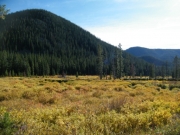 marsh
